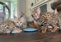 Savannah, Serval, Caracal kitten available